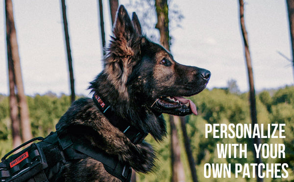 Onetigris X11 Dog Collar