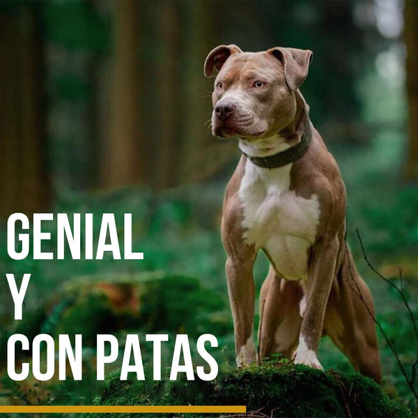 Onetigris Dog Collar 02