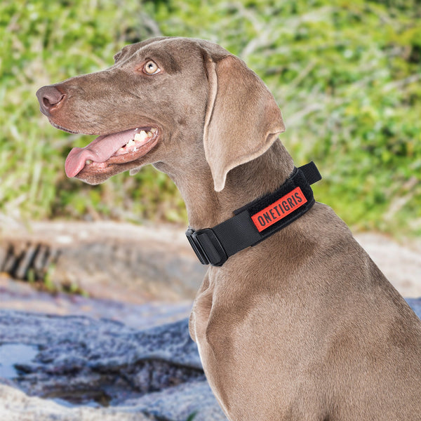 ONETIGRIS - Dog Collar 08