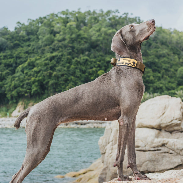 ONETIGRIS - Dog Collar 08