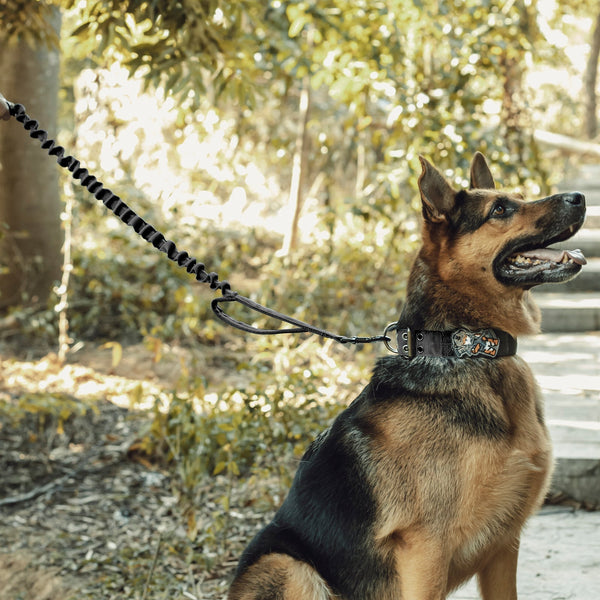 Can You Take Your Dog Hiking in Australia? Rules, Trails & What to Know