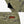 VIKTOS Men's Ocourse Shorts - MURKWOOD CAMO
