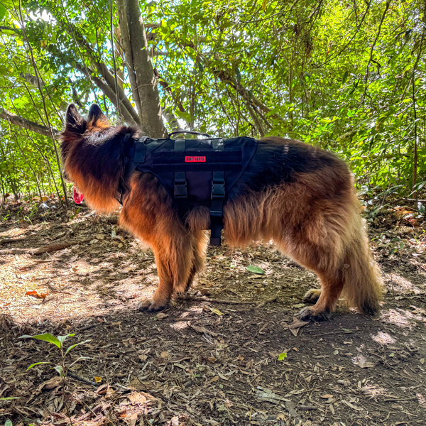 ONETIGRIS - AIRE Mesh Dog Harness