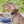ONETIGRIS - Dog Collar 08