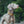 ONETIGRIS - Dog Collar 08
