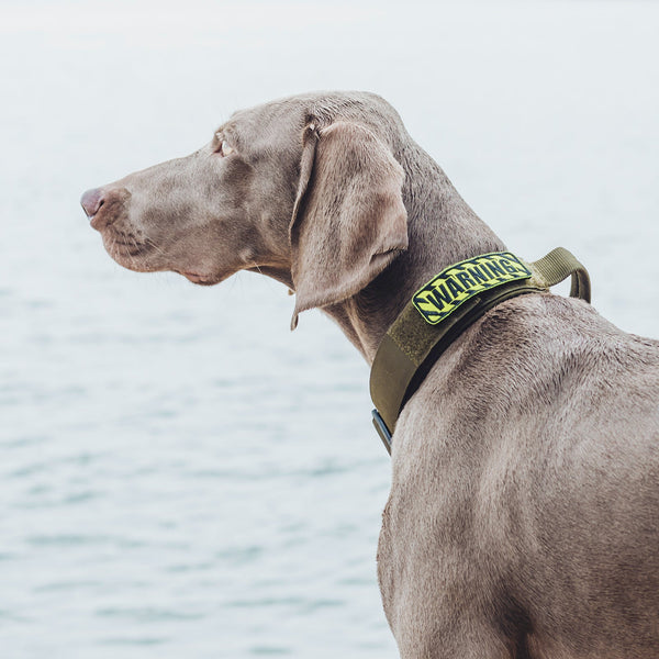 ONETIGRIS - Dog Collar 08